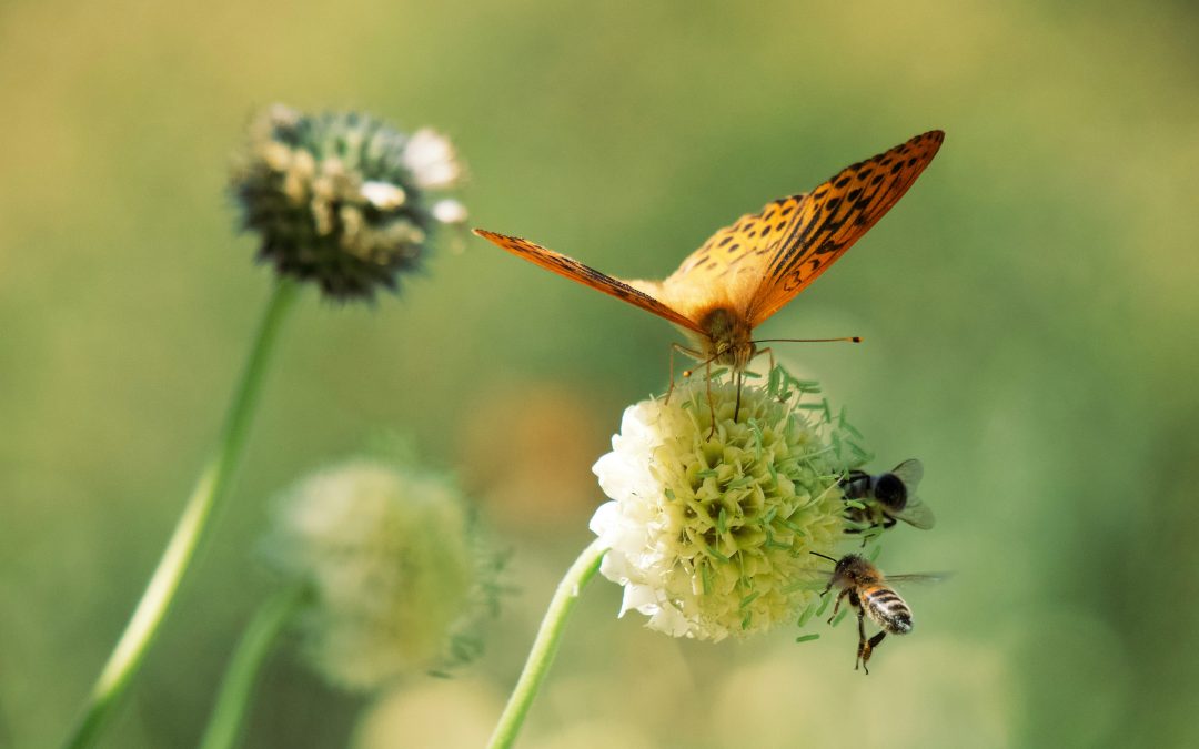 Ecologia affettiva: la scienza delle relazioni emozionali con la natura