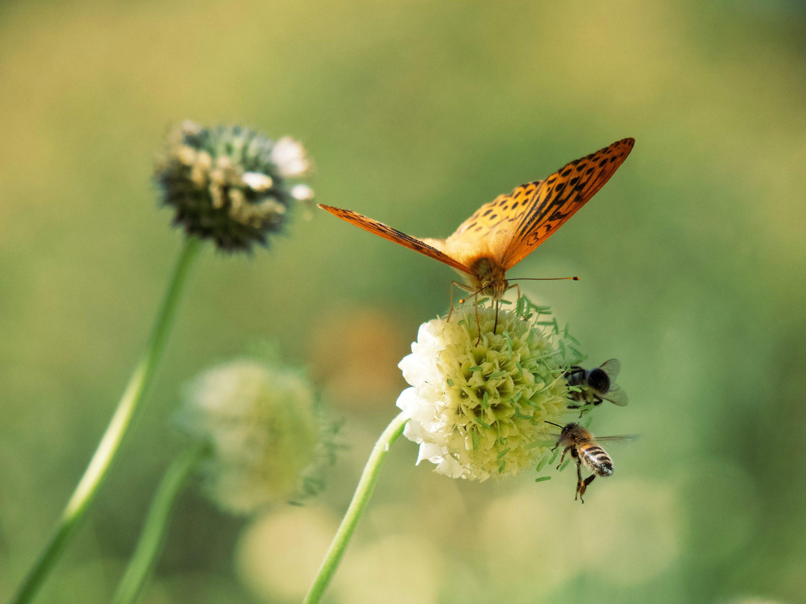 Ecologia affettiva: la scienza delle relazioni emozionali con la natura