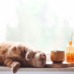 Foto di un gatto sdraiato sulla finestra