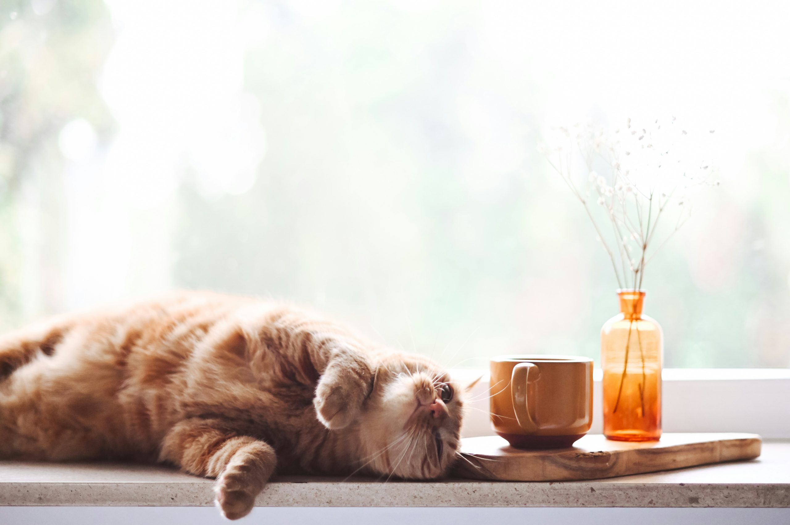 Foto di un gatto sdraiato sulla finestra